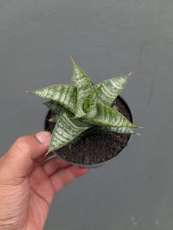 Sansevieria Windi, real gallery image #9 plants. Picture taken directly from kaktus.id community Sansevieria farmer green houses.