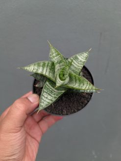 Sansevieria Windi, real gallery image #10 plants. Picture taken directly from kaktus.id community Sansevieria farmer green houses.