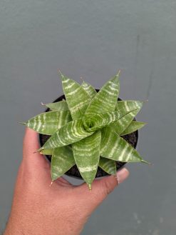 Sansevieria Quil, real gallery image #1 plants. Picture taken directly from kaktus.id community Sansevieria farmer green houses.
