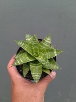 Sansevieria Quil, real gallery image #9 plants. Picture taken directly from kaktus.id community Sansevieria farmer green houses.
