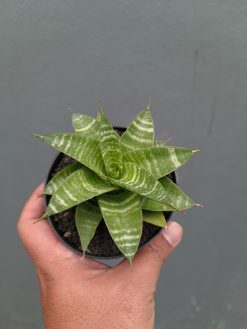 Sansevieria Quil, real gallery image #10 plants. Picture taken directly from kaktus.id community Sansevieria farmer green houses.