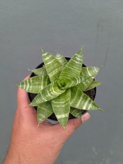 Sansevieria Quil, real gallery image #2 plants. Picture taken directly from kaktus.id community Sansevieria farmer green houses.