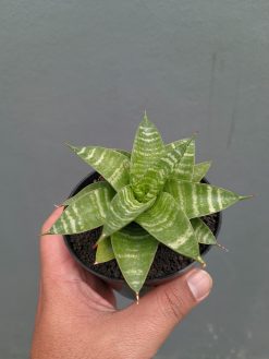 Sansevieria Quil, real gallery image #3 plants. Picture taken directly from kaktus.id community Sansevieria farmer green houses.
