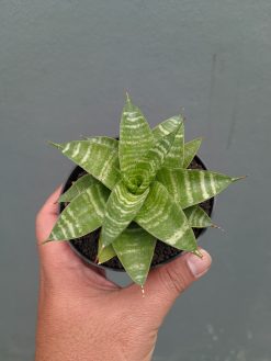Sansevieria Quil, real gallery image #4 plants. Picture taken directly from kaktus.id community Sansevieria farmer green houses.