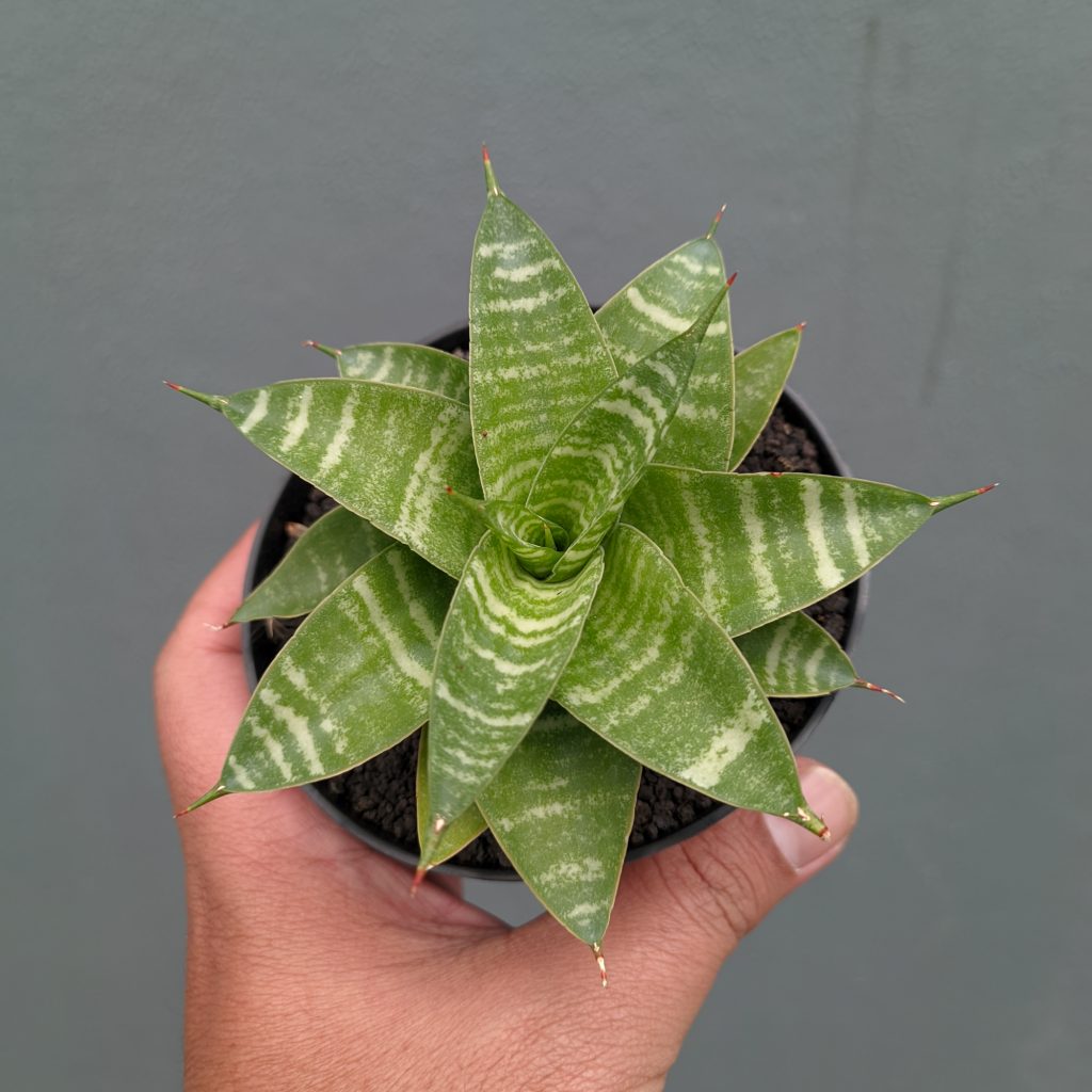 kaktus.id