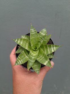 Sansevieria Quil, real gallery image #5 plants. Picture taken directly from kaktus.id community Sansevieria farmer green houses.