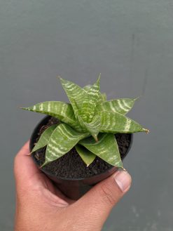 Sansevieria Quil, real gallery image #6 plants. Picture taken directly from kaktus.id community Sansevieria farmer green houses.