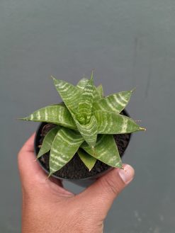 Sansevieria Quil, real gallery image #7 plants. Picture taken directly from kaktus.id community Sansevieria farmer green houses.
