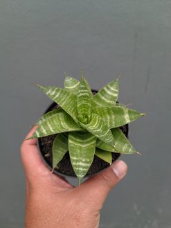 Sansevieria Quil, real gallery image #8 plants. Picture taken directly from kaktus.id community Sansevieria farmer green houses.