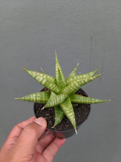 Sansevieria Jatayu, real gallery image #1 plants. Picture taken directly from kaktus.id community Sansevieria farmer green houses.