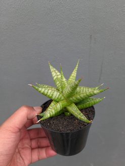 Sansevieria Jatayu, real gallery image #10 plants. Picture taken directly from kaktus.id community Sansevieria farmer green houses.