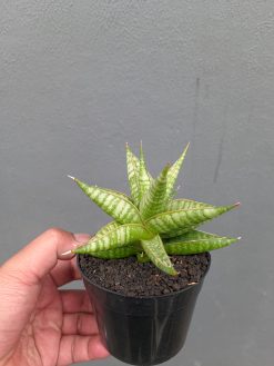 Sansevieria Jatayu, real gallery image #11 plants. Picture taken directly from kaktus.id community Sansevieria farmer green houses.