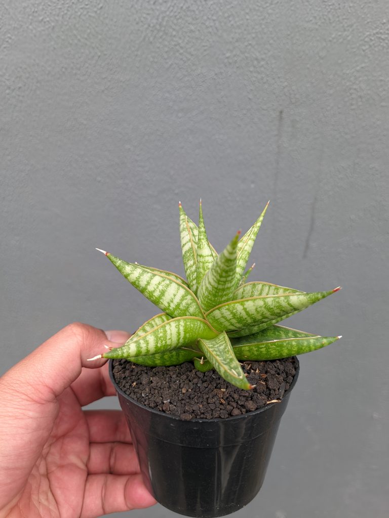 kaktus.id
