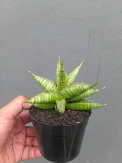 Sansevieria Jatayu, real gallery image #12 plants. Picture taken directly from kaktus.id community Sansevieria farmer green houses.