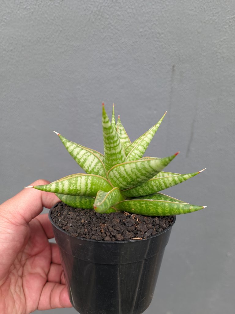 kaktus.id