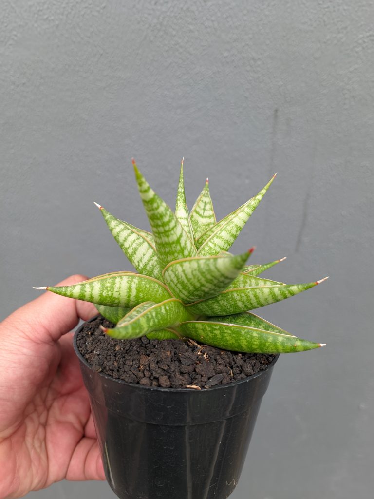 kaktus.id