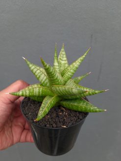 Sansevieria Jatayu, real gallery image #15 plants. Picture taken directly from kaktus.id community Sansevieria farmer green houses.