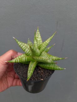Sansevieria Jatayu, real gallery image #16 plants. Picture taken directly from kaktus.id community Sansevieria farmer green houses.