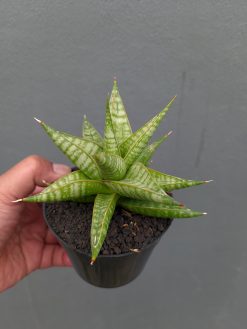 Sansevieria Jatayu, real gallery image #17 plants. Picture taken directly from kaktus.id community Sansevieria farmer green houses.