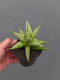 Sansevieria Jatayu, real gallery image #18 plants. Picture taken directly from kaktus.id community Sansevieria farmer green houses.