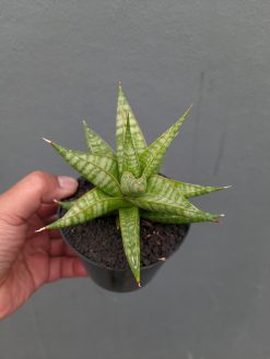 Sansevieria Jatayu, real gallery image #19 plants. Picture taken directly from kaktus.id community Sansevieria farmer green houses.