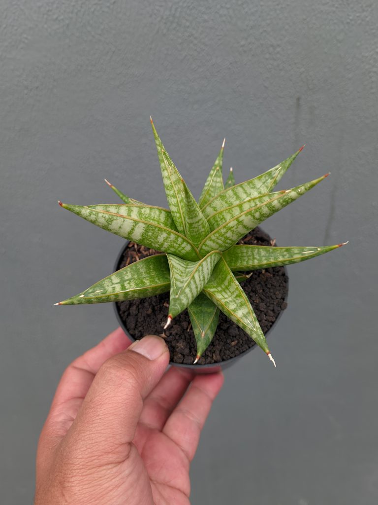 kaktus.id