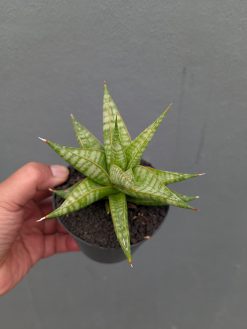 Sansevieria Jatayu, real gallery image #20 plants. Picture taken directly from kaktus.id community Sansevieria farmer green houses.