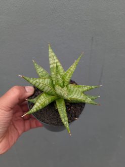 Sansevieria Jatayu, real gallery image #21 plants. Picture taken directly from kaktus.id community Sansevieria farmer green houses.