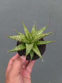 Sansevieria Jatayu, real gallery image #3 plants. Picture taken directly from kaktus.id community Sansevieria farmer green houses.