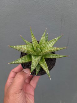 Sansevieria Jatayu, real gallery image #4 plants. Picture taken directly from kaktus.id community Sansevieria farmer green houses.