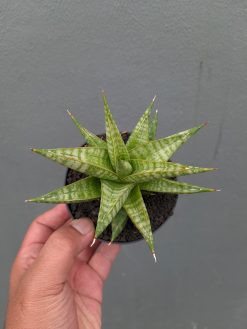 Sansevieria Jatayu, real gallery image #5 plants. Picture taken directly from kaktus.id community Sansevieria farmer green houses.