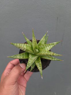 Sansevieria Jatayu, real gallery image #6 plants. Picture taken directly from kaktus.id community Sansevieria farmer green houses.