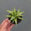 Sansevieria Jatayu, real feature image plant. Picture taken directly from kaktus.id community Sansevieria farmer green houses.