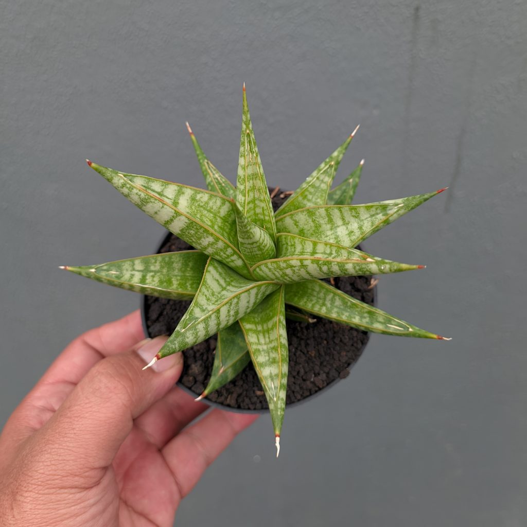 kaktus.id