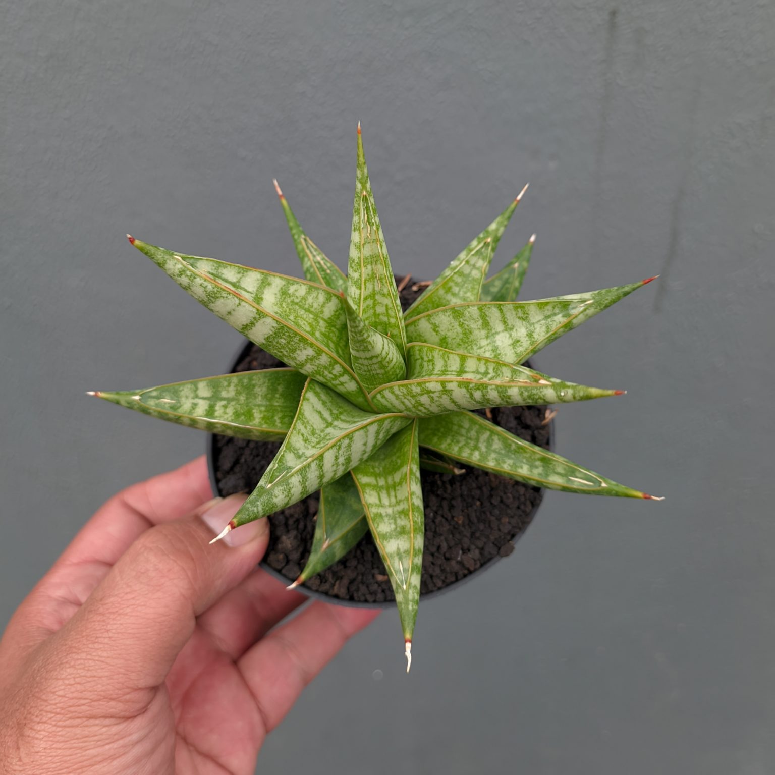 Sansevieria Jatayu, real gallery image #7 plants. Picture taken directly from kaktus.id community Sansevieria farmer green houses.