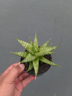 Sansevieria Jatayu, real gallery image #8 plants. Picture taken directly from kaktus.id community Sansevieria farmer green houses.