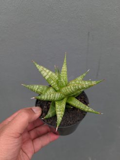 Sansevieria Jatayu, real gallery image #9 plants. Picture taken directly from kaktus.id community Sansevieria farmer green houses.