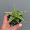 Sansevieria Godzilla, real feature image plant. Picture taken directly from kaktus.id community Sansevieria farmer green houses.