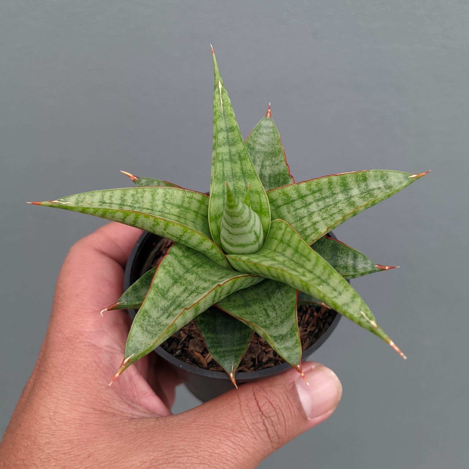 Sansevieria Godzilla, real gallery image #2 plants. Picture taken directly from kaktus.id community Sansevieria farmer green houses.
