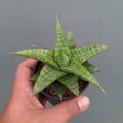 Sansevieria Godzilla, real feature image plant. Picture taken directly from kaktus.id community Sansevieria farmer green houses.