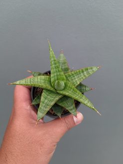 Sansevieria Godzilla, real gallery image #4 plants. Picture taken directly from kaktus.id community Sansevieria farmer green houses.