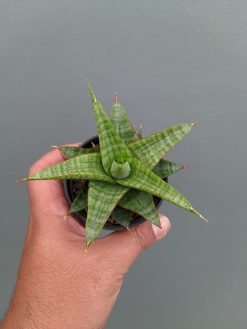 Sansevieria Godzilla, real gallery image #6 plants. Picture taken directly from kaktus.id community Sansevieria farmer green houses.