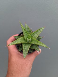 Sansevieria Godzilla, real gallery image #8 plants. Picture taken directly from kaktus.id community Sansevieria farmer green houses.