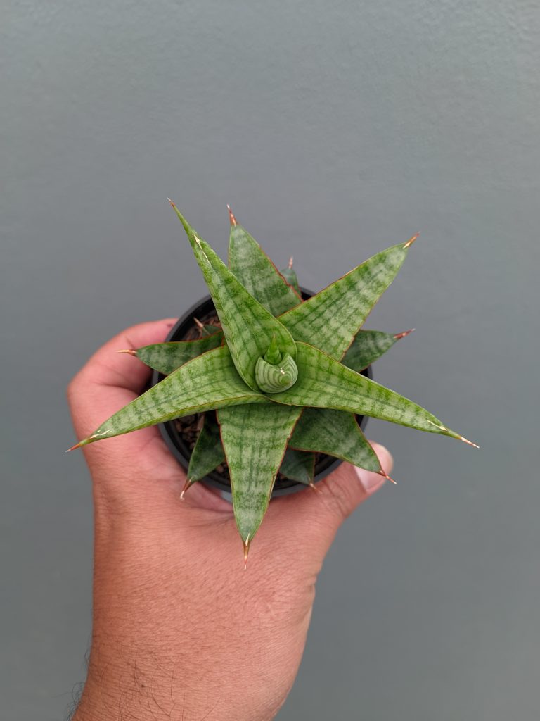 kaktus.id