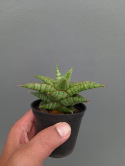 Sansevieria Godzilla, real gallery image #7 plants. Picture taken directly from kaktus.id community Sansevieria farmer green houses.