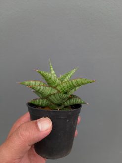 Sansevieria Godzilla, real gallery image #3 plants. Picture taken directly from kaktus.id community Sansevieria farmer green houses.