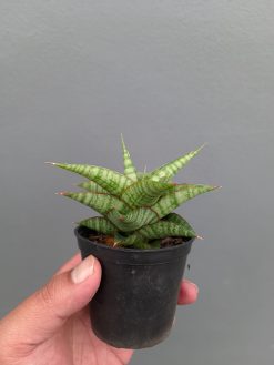 Sansevieria Godzilla, real gallery image #5 plants. Picture taken directly from kaktus.id community Sansevieria farmer green houses.