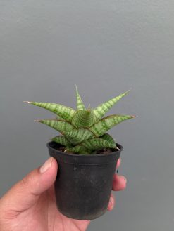 Sansevieria Godzilla, real gallery image #1 plants. Picture taken directly from kaktus.id community Sansevieria farmer green houses.