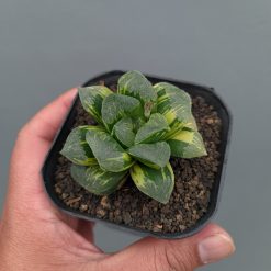 Haworthia Truncata Maughanii Variegated, real gallery image #3 plants. Picture taken directly from kaktus.id community Haworthia farmer green houses.