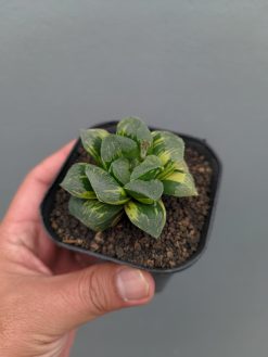 Haworthia Truncata Maughanii Variegated, real gallery image #10 plants. Picture taken directly from kaktus.id community Haworthia farmer green houses.